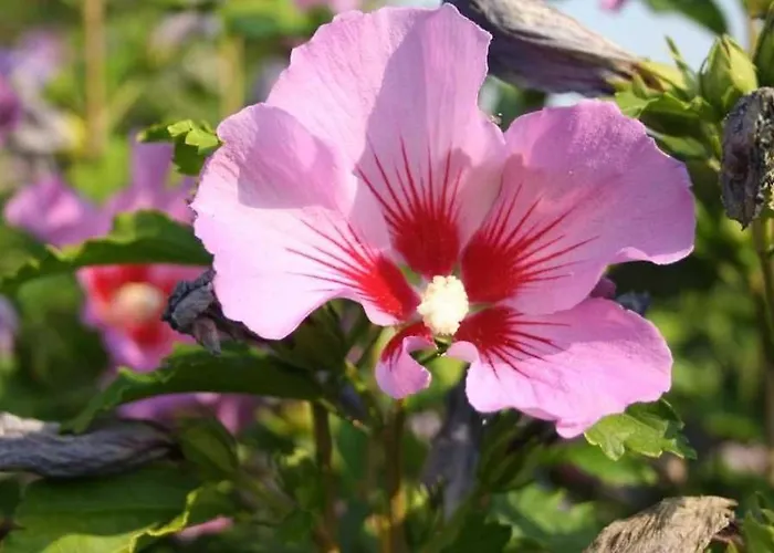 Machnitzki 아파트